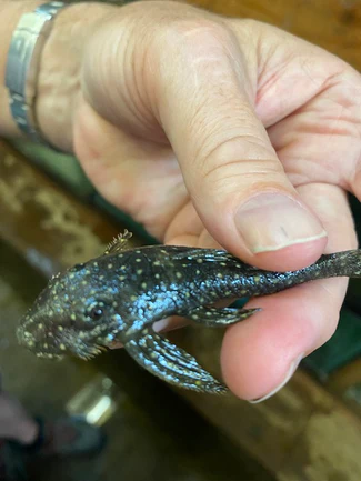 26-2.webp L-235 Anthrax Pleco