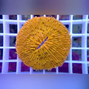 26.webp Fungia Orange Coral