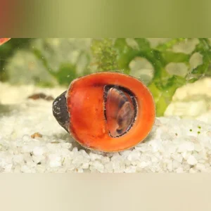 26-5-1.webp Red Lips Nerite Snail