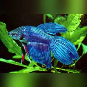 26-6.webp Show Betta Male