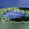 26.1.webp Electric Blue Cichlid