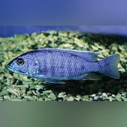 26.1.webp Electric Blue Cichlid