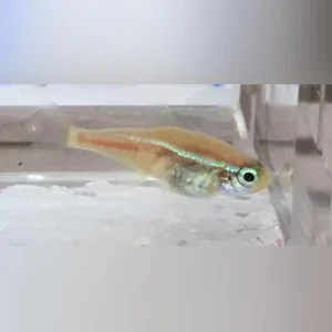 260.webp Albino Blue Eye Neon Tetra