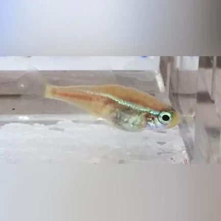 260.webp Albino Blue Eye Neon Tetra