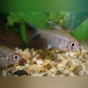 266.webp Bleeding Heart Tetra (Lot of 4)