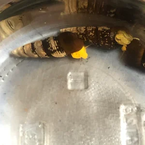 27-1.webp Golden Rabbit Snail