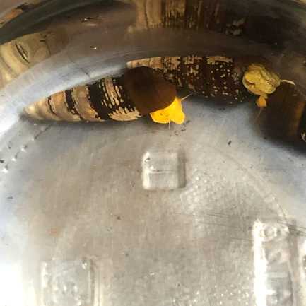 27-1.webp Golden Rabbit Snail