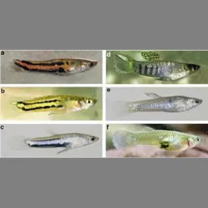 Parae Livebearers (Pair)