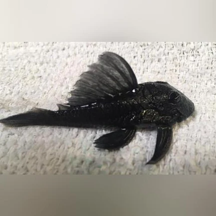 27-2-1.webp L-239 Blue Panaque Pleco