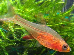 27-3-1.webp Red Axelrodi Rasbora