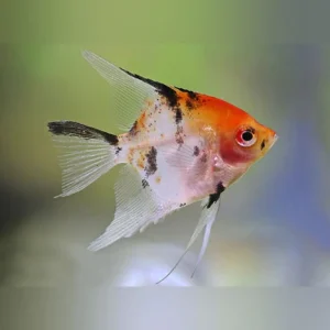 27-3.webp Red Head Koi Angelfish
