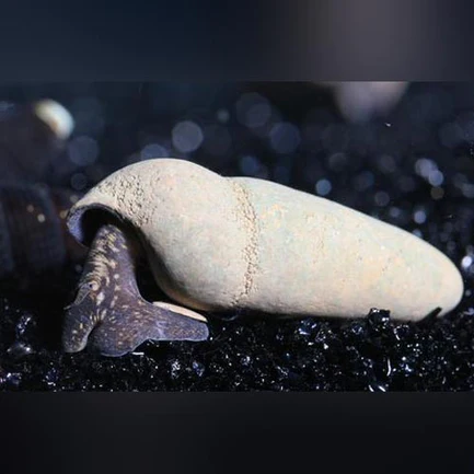 27-4.webp Chocolate Rabbit Snail