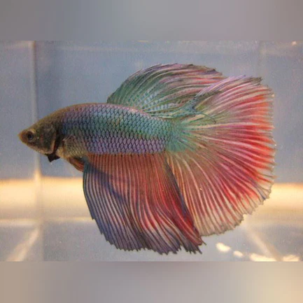 27-6.webp Super Delta Betta Male