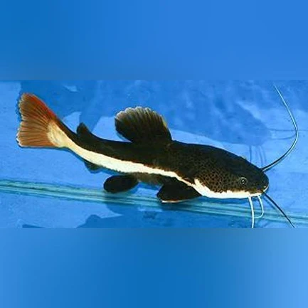 27-7.webp Red Tail Catfish