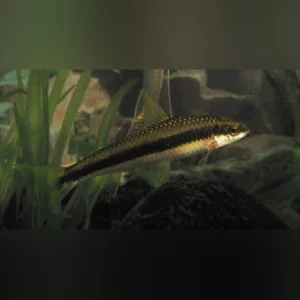 27-8.webp Siamese Algae Eater