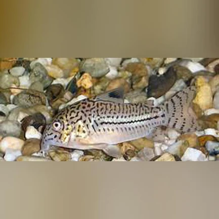 27-9.webp Nanus Cory