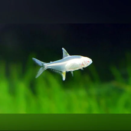 276.webp Albino Lemon Tetra