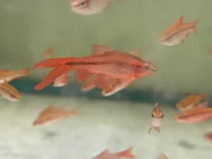 Long FIn Cherry Barb