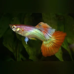 28-11.webp Pink Flamingo Guppy (Pair)