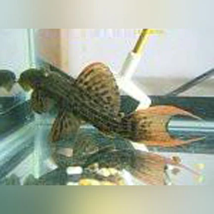 28-2.webp L-24 Red Fin Cactus Pleco