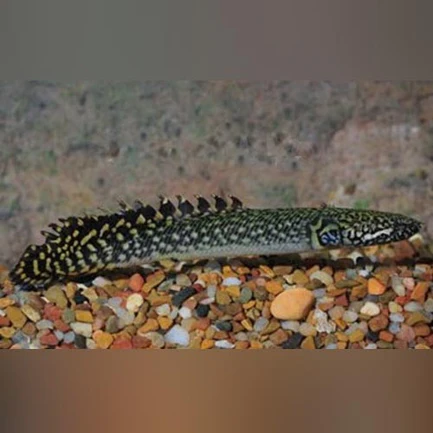 28-3.webp Ornate Bichir