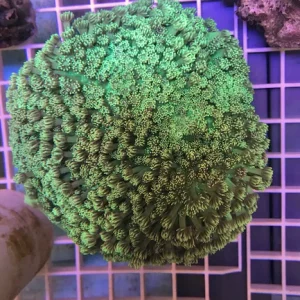 28.webp Goniopora Green Flowerpot Coral