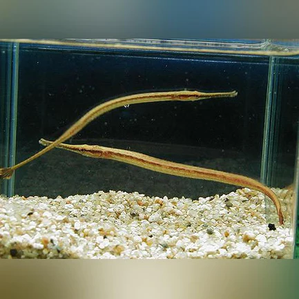 28-5.webp Freshwater Long Mouth Pipefish