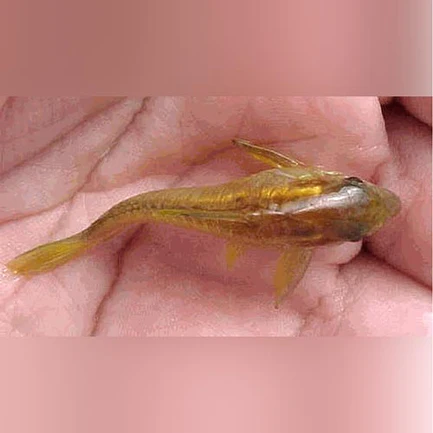 28-9.webp Orange Laser Cory