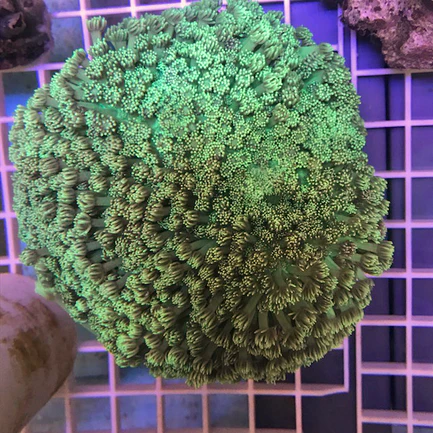 28.webp Goniopora Green Flowerpot Coral