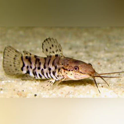 283.webp Spotted Hoplo Catfish