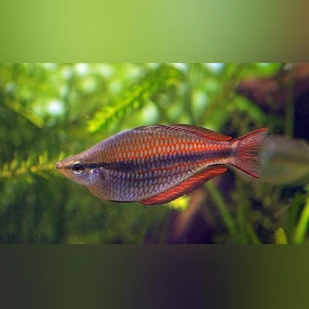 289.webp Trifasciatus Rainbowfish