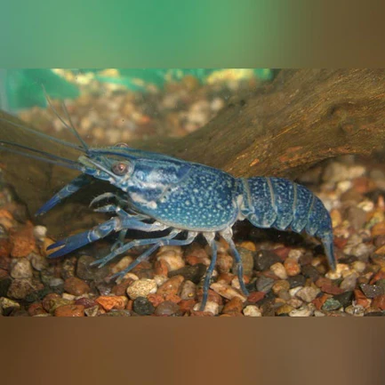 29-2-1.webp Hammers Cobalt Lobster