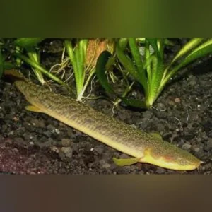 Palmas Bichir