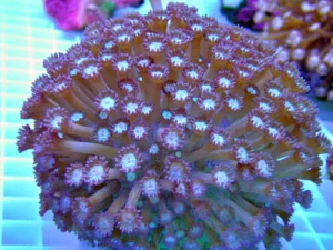 29.webp Goniopora Purple Coral