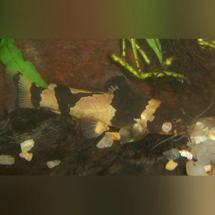 29-4.webp Bumblebee Catfish