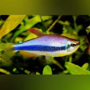 29-5.webp Purple Emperor Tetra