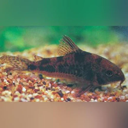 29-6.webp Paleatus Cory