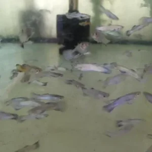 29-8.webp Purple Endler - Male