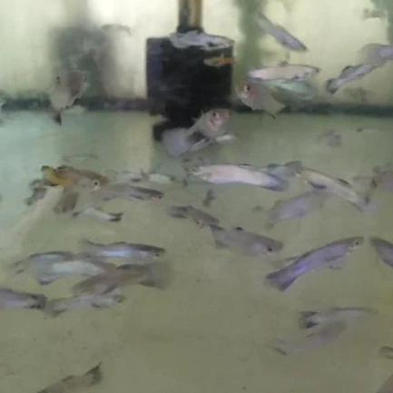 29-8.webp Purple Endler - Male