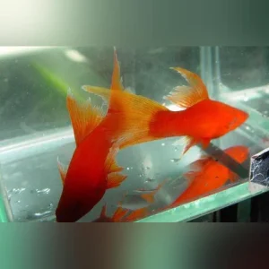 290.webp Red Red-eye Lyretail Swordtail
