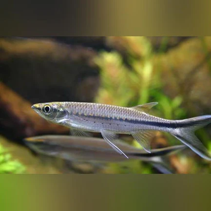 299.webp Apollo Shark