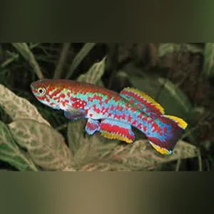3-1-1.webp Blue Gularis Killifish (Pair)