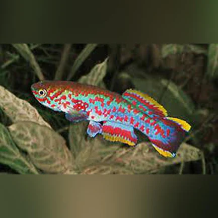 3-1-1.webp Blue Gularis Killifish (Pair)