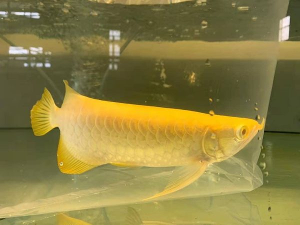 3-1.jpg Albino Crossback Arowana