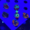 3.webp Assorted 6 lot Coral Frags Aussie
