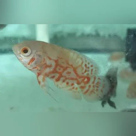 3-11-1.webp Albino Tiger Oscar
