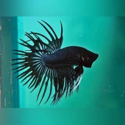 3-11.webp Black Orchid Crowntail Betta
