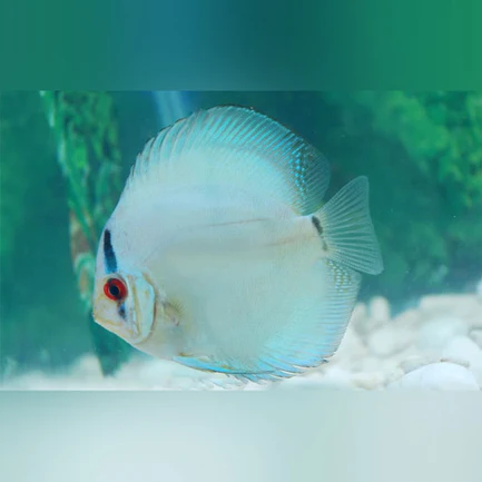 3-14.webp Cobalt Discus