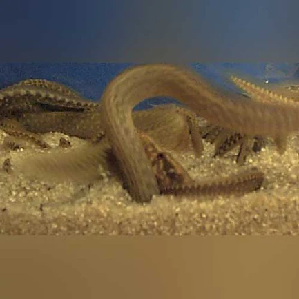 3-16.webp Starry Night Eel