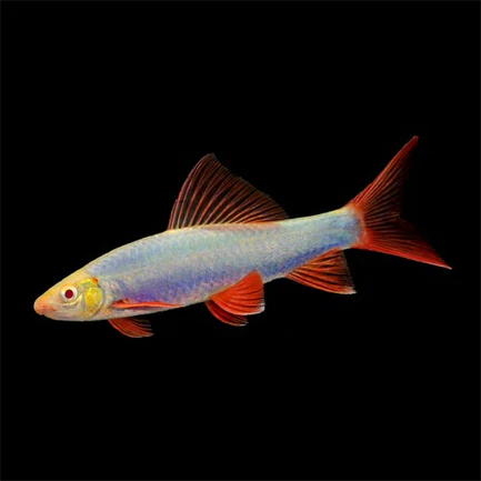 3-17.webp Blue Glo Shark